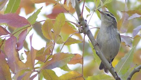 Örnek haber adı gelecek.