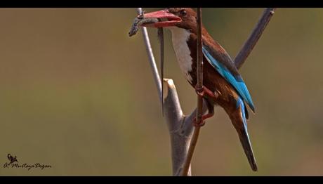 Örnek haber adı gelecek.
