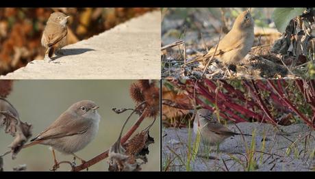 421. türümüz bulundu