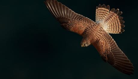 Örnek haber adı gelecek.