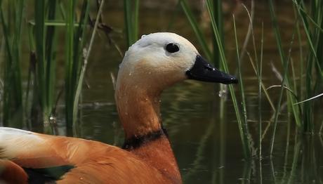 Örnek haber adı gelecek.