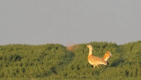 Örnek haber adı gelecek.