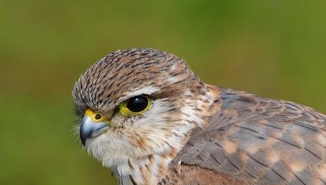 Örnek haber adı gelecek.