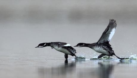Örnek haber adı gelecek.