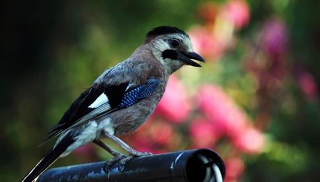 Örnek haber adı gelecek.