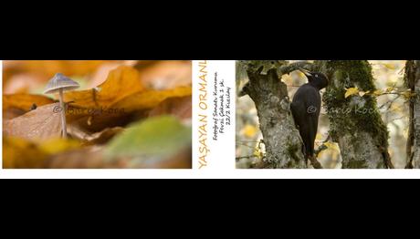 Örnek haber adı gelecek.