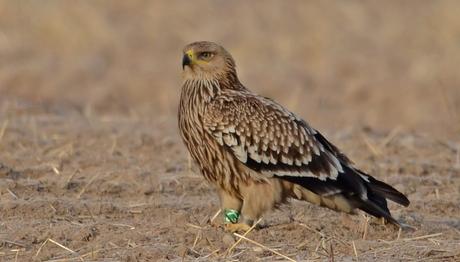 Örnek haber adı gelecek.