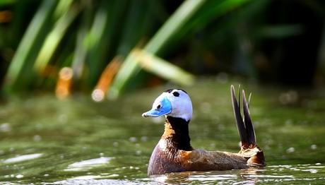 Örnek haber adı gelecek.