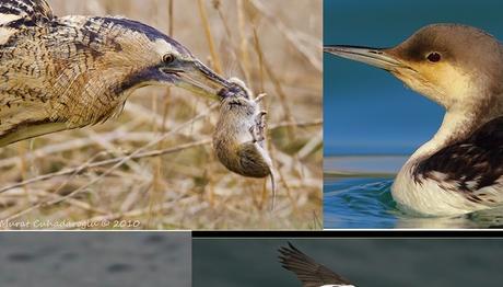 Örnek haber adı gelecek.