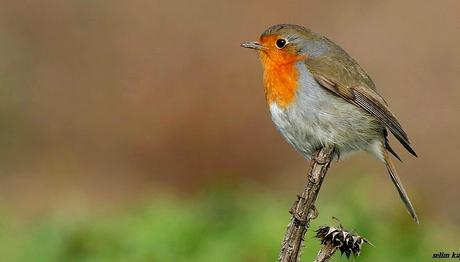 Örnek haber adı gelecek.