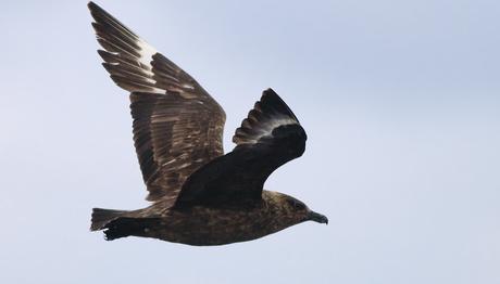 TRAKUŞ EKSİK KALAN TÜRLER: B-Ç-G-H HARFLERİ