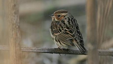 Örnek haber adı gelecek.