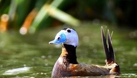 Bandırma  Kuş Cenneti Milli Parkı ve Dikkuyruk