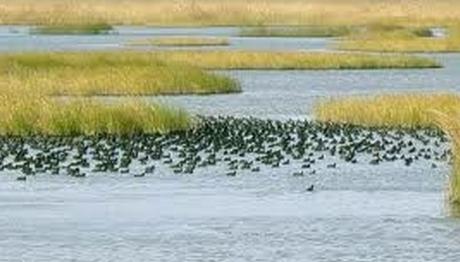 Gala gölüne yem...