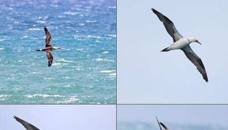 Dörtçeker,Fotoemin,Hatay-Samandağ ve Sümsükler...