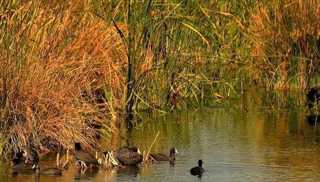 Göller Dondu, Bu Kuşlar Nerede?