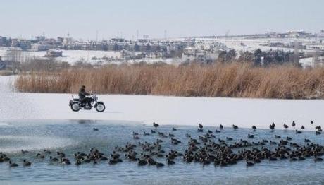 Mogan Su Kuşlarının Sığınağı Oldu