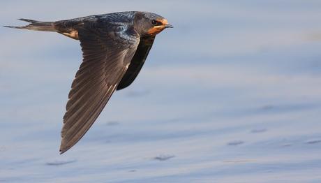 Örnek haber adı gelecek.