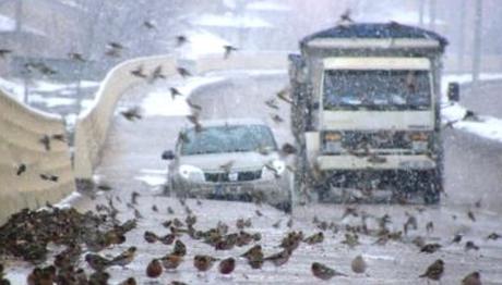 Araçların Altında Telef Oldular