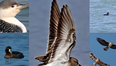 Objektifte nadir türler