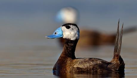 Tehlike Altındaki Türler ve Önlemler...