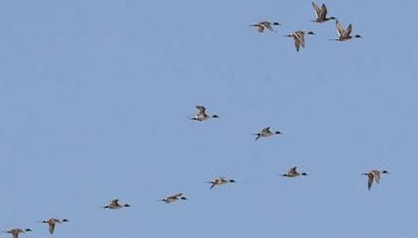 Amik Gölü nden Güzel Haberler