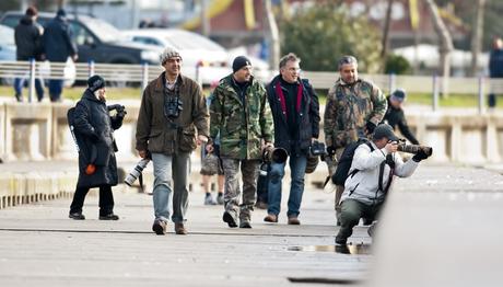 Bir Güzelin Peşinde Onlarca Kuş-paparazzi