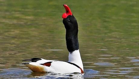 Dokuz Bin Suna Bir Arada