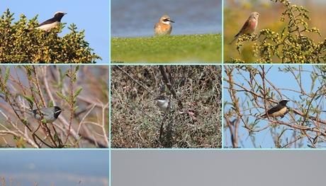 Doğu Akdeniz de Kuşçu Fırtınası