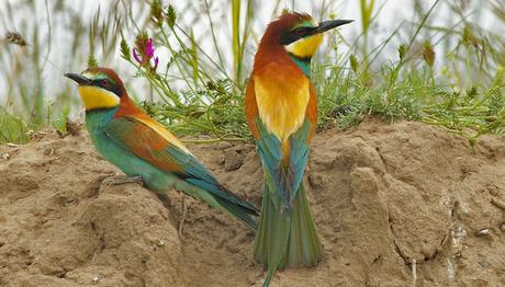 Baharın Müjdecisi Kuşlar Geliyor 