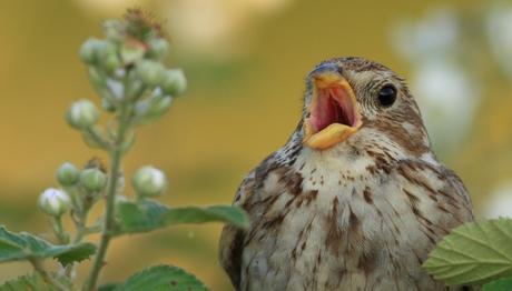 Kuşlar Son 30 Yıldır Daha Güçlü Ötüyor