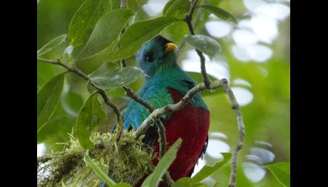 Neotropikal Türleri Yerinde Görmek...