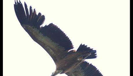 HALKALI BİR KUŞ BULURSANIZ!