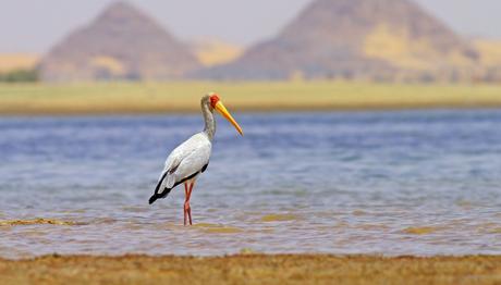 Mısır ın Kuşları İstanbul daydı