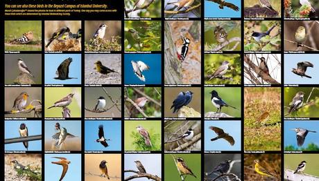 Kuş Bakışı Beyazıt Yerleşkesi