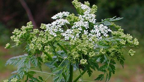 Bu otu sakın yemeyin!