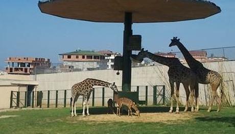 HAYVANLARDA CÜCELİK 