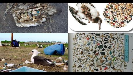 Plastik Atıkların Kuşlar Üzerindeki Etkisi