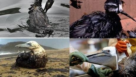Petrolün Kuşlar Üzerindeki Etkisi