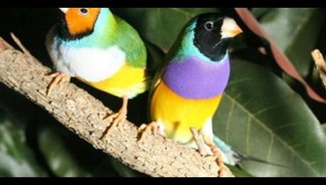 Kırmızı kuşlar daha asabi