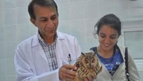 Yavru kuşlara uçmayı öğretiyorlar