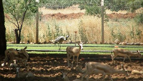 Ceylanların misafiri Turna