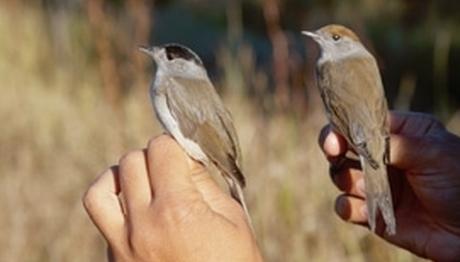 Cernek Kuş Halkalama Kampı Gönüllü Duyurusu