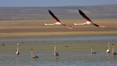 Yeni yavrular büyüdü,sürprizlerle...