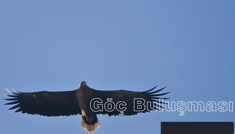 Trakuş Göç  Buluşması İstanbul