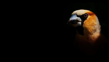 Gölcihan Gölü Hareketleniyor