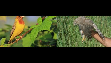 Türkiye için yeni türler