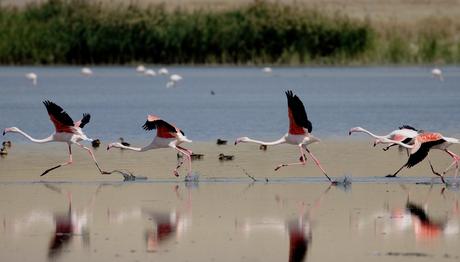 Van da 3. Flamingo Festivali...