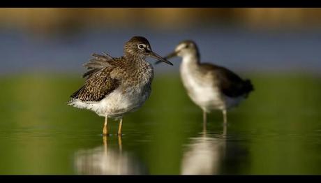  Dünya Kuş Gözlem Günü Kuş Cenneti'nde Kutlandı