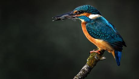 National Geographic  Uluslararası Fotoğraf Yarışması